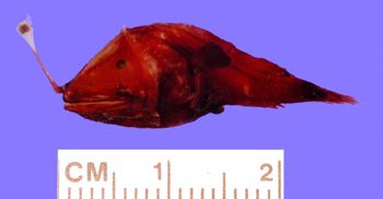 Media type: image; Ichthyology 149624